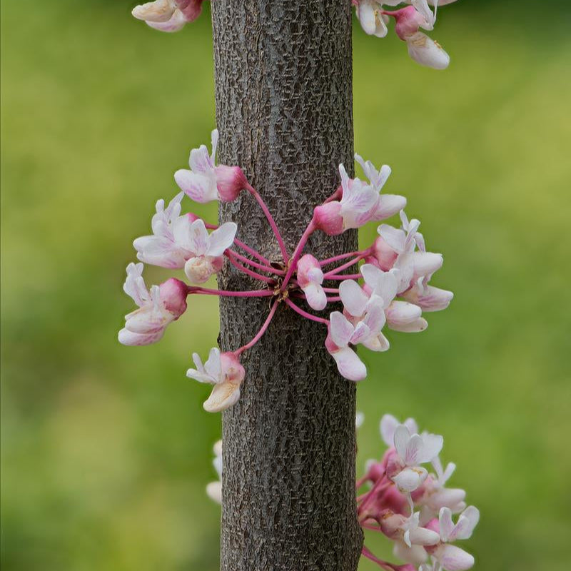 Cotton Candy Eastern Redbud - Cercis canadensis 'Sjo' Cotton Candy™