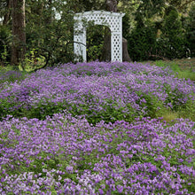 Load image into Gallery viewer, Fernleaf Phacelia - Phacelia bipinnatifida
