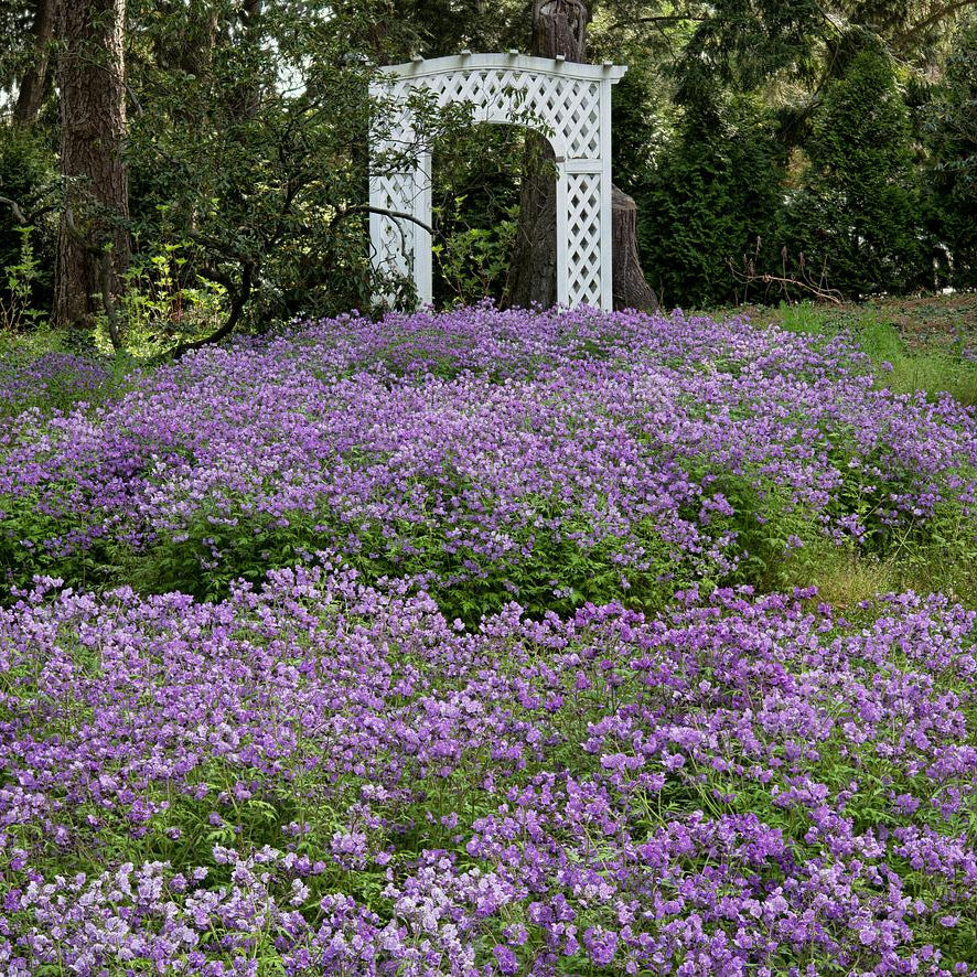 Fernleaf Phacelia - Phacelia bipinnatifida