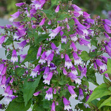 Load image into Gallery viewer, Small's Beardtongue - Penstemon smallii
