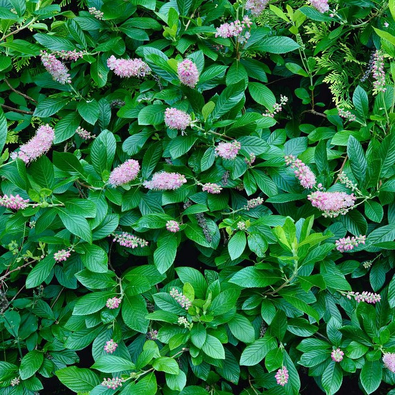 Pink Summersweet - Clethra alnifolia 'Ruby Spice'
