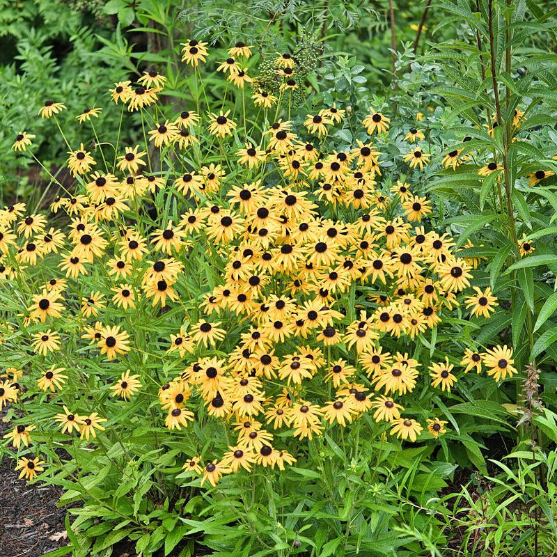 Goldblitz Orange Coneflower - Rudbeckia fulgida 'Goldblitz'