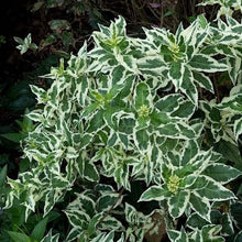 Load image into Gallery viewer, Variegated Southern Bush Honeysuckle - Diervilla sessilifolia &#39;LPDC PODARAS&#39; Cool Splash®
