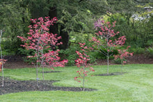 Load image into Gallery viewer, Flame Thrower Eastern Redbud - Cercis canadensis &#39;NC2016-2&#39; Flame Thrower®
