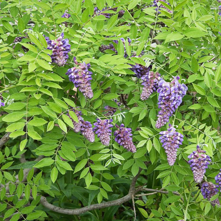 Amethyst Falls American Wisteria - Wisteria frutescens 'Amethyst Falls'