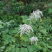 Load image into Gallery viewer, Goatsbeard - Aruncus dioicus
