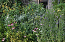 Load image into Gallery viewer, Hoary Vervain - Verbena stricta
