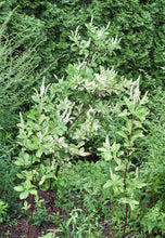 Load image into Gallery viewer, Woodlander&#39;s Sarah Summersweet - Clethra alnifolia &#39;Woodlander&#39;s Sarah&#39;
