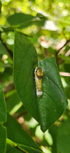 Load image into Gallery viewer, Spicebush - Lindera benzoin
