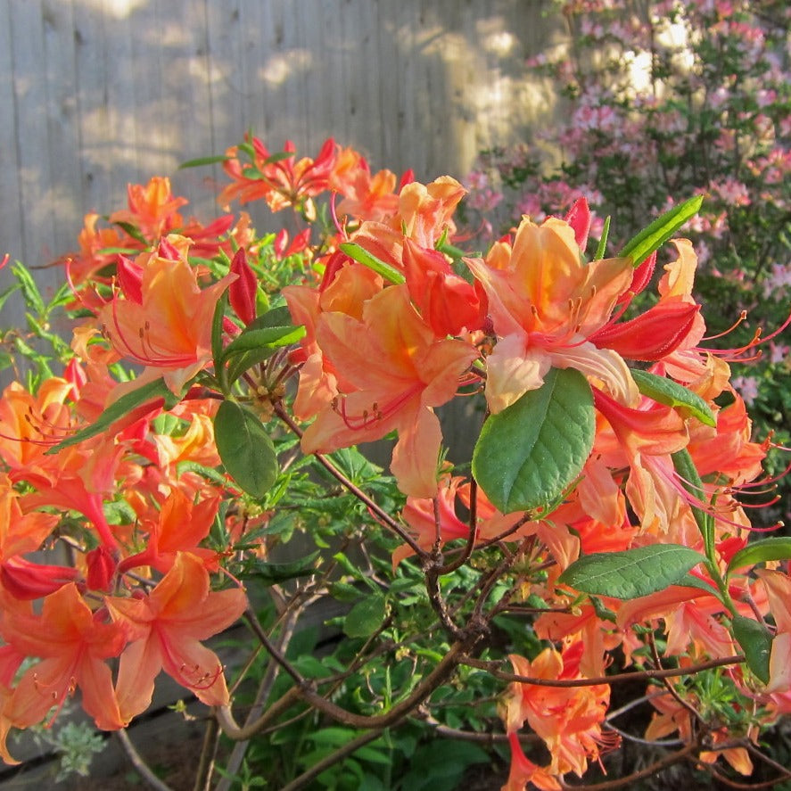 Coastal Azalea - Rhododendron atlanticum 'Choptank Yellow & Orange'