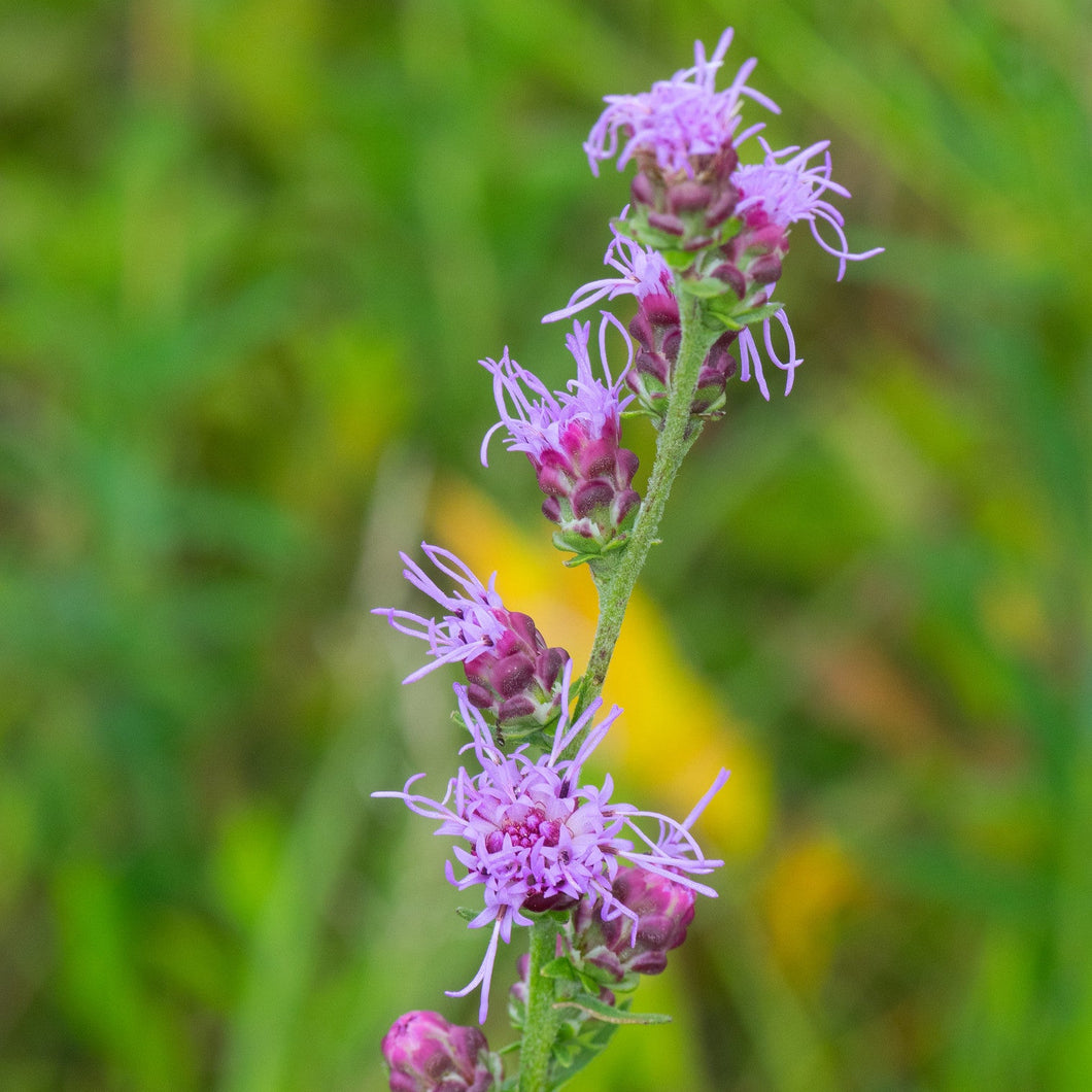 Rough Blazing Star - Liatris aspera