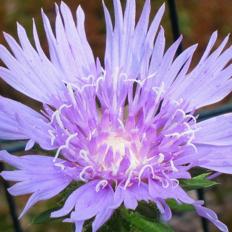 Mel's Blue Stoke's Aster - Stokesia laevis 'Mel's Blue'