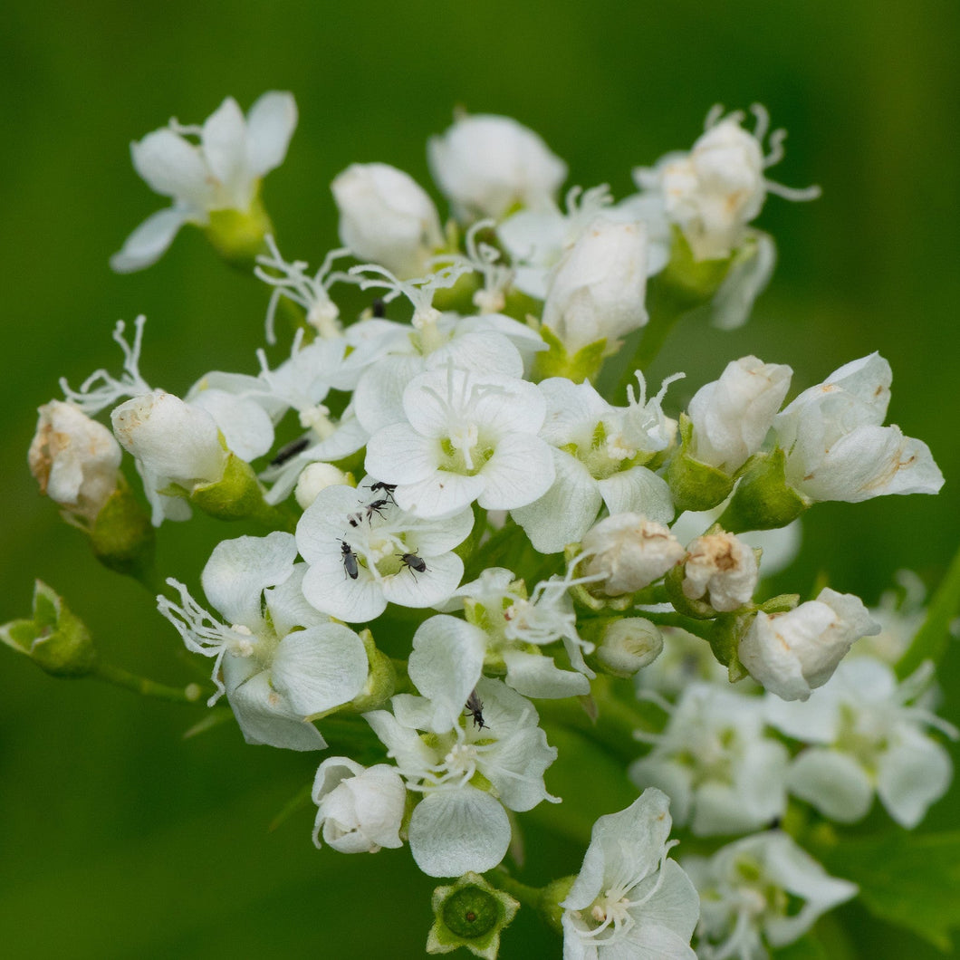 Glade Mallow - Napaea dioica