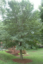Load image into Gallery viewer, Swamp White Oak - Quercus bicolor
