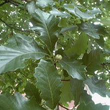 Load image into Gallery viewer, Swamp White Oak - Quercus bicolor

