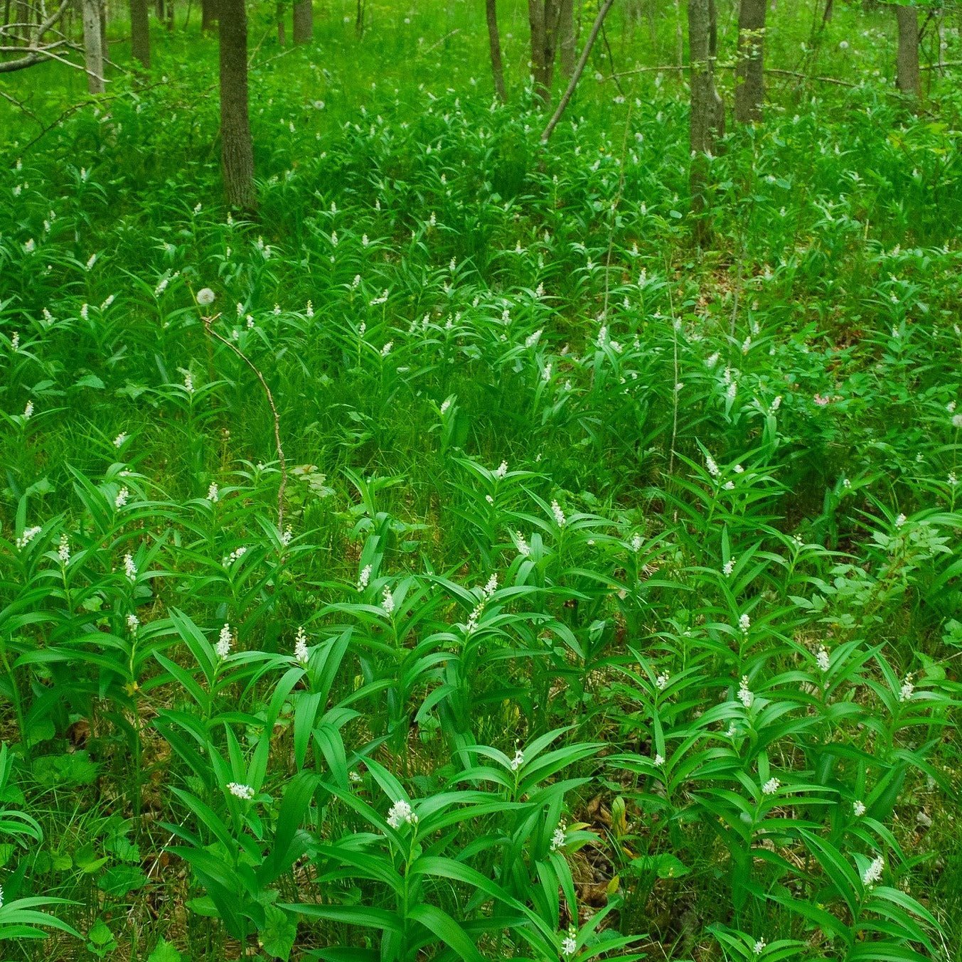 Starry False Solomon's Seal - Maianthemum stellatum – Natural Lands ...