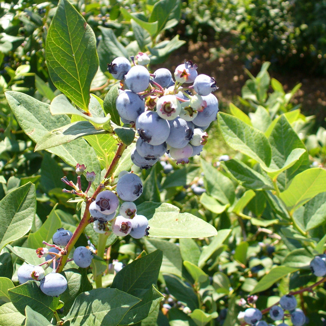 Draper Highbush Blueberry - Vaccinium corymbosum 'Draper'