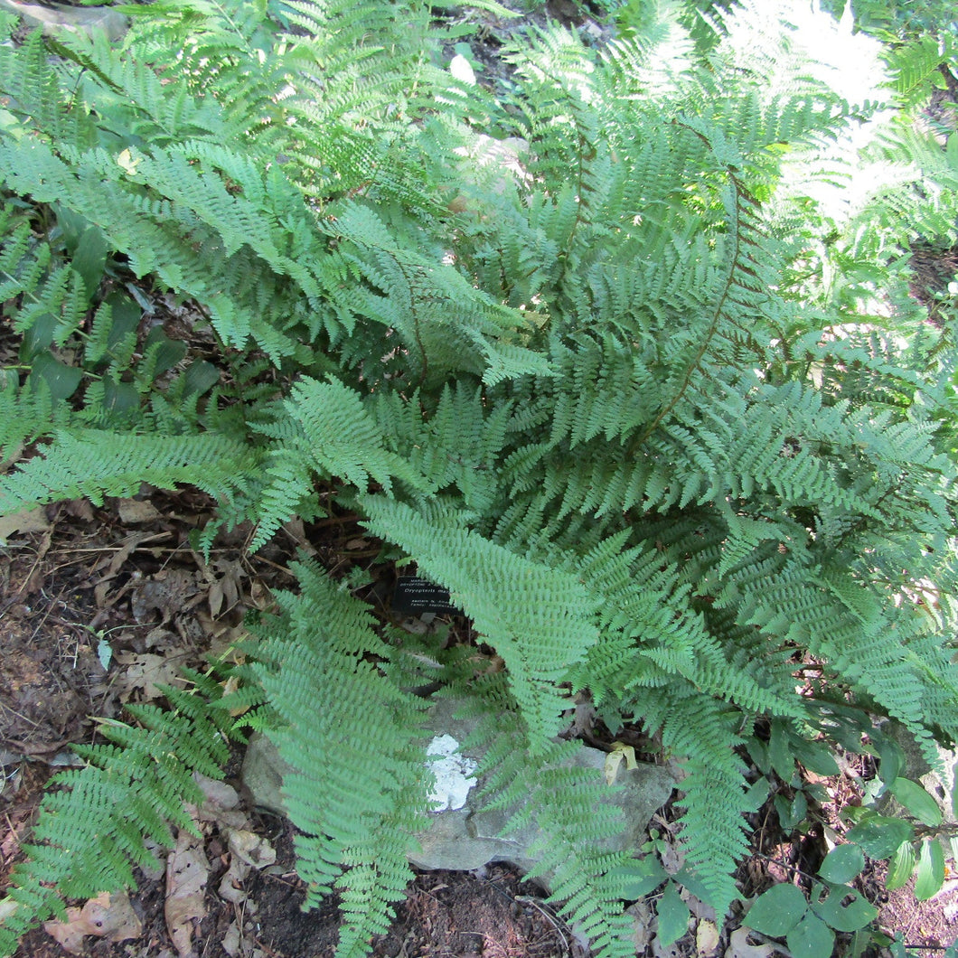 Marginal Wood Fern - Dryopteris marginalis