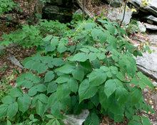 Load image into Gallery viewer, American Spikenard - Aralia racemosa
