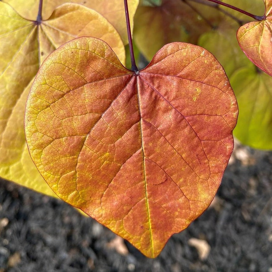 Eastern Redbud - Cercis canadensis 'NC2016-2' Flame Thrower®