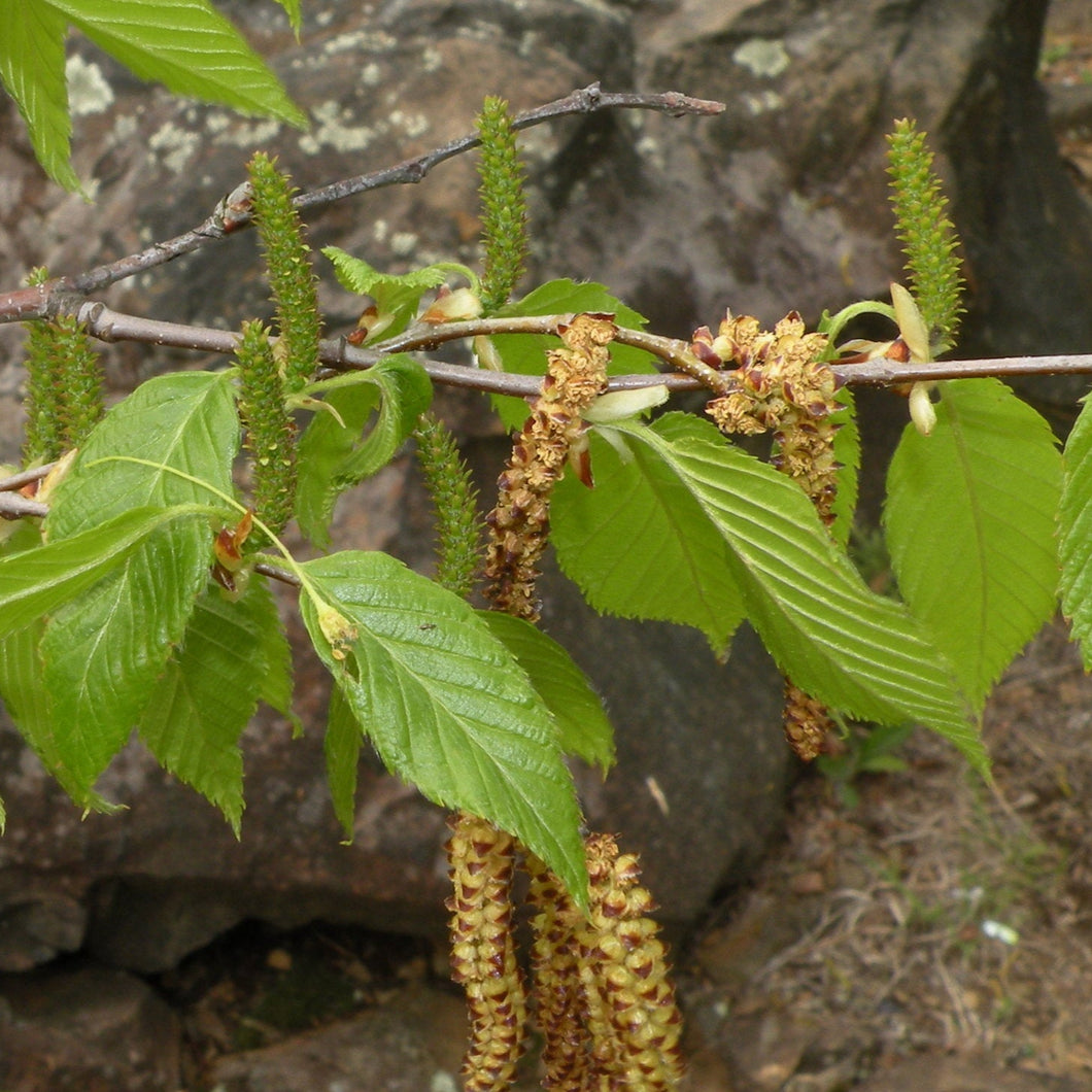 Sweet Birch - Betula lenta