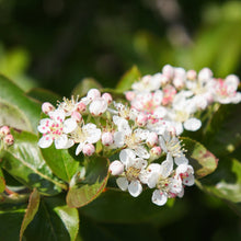 Load image into Gallery viewer, Purple Chokeberry - Aronia x prunifolia
