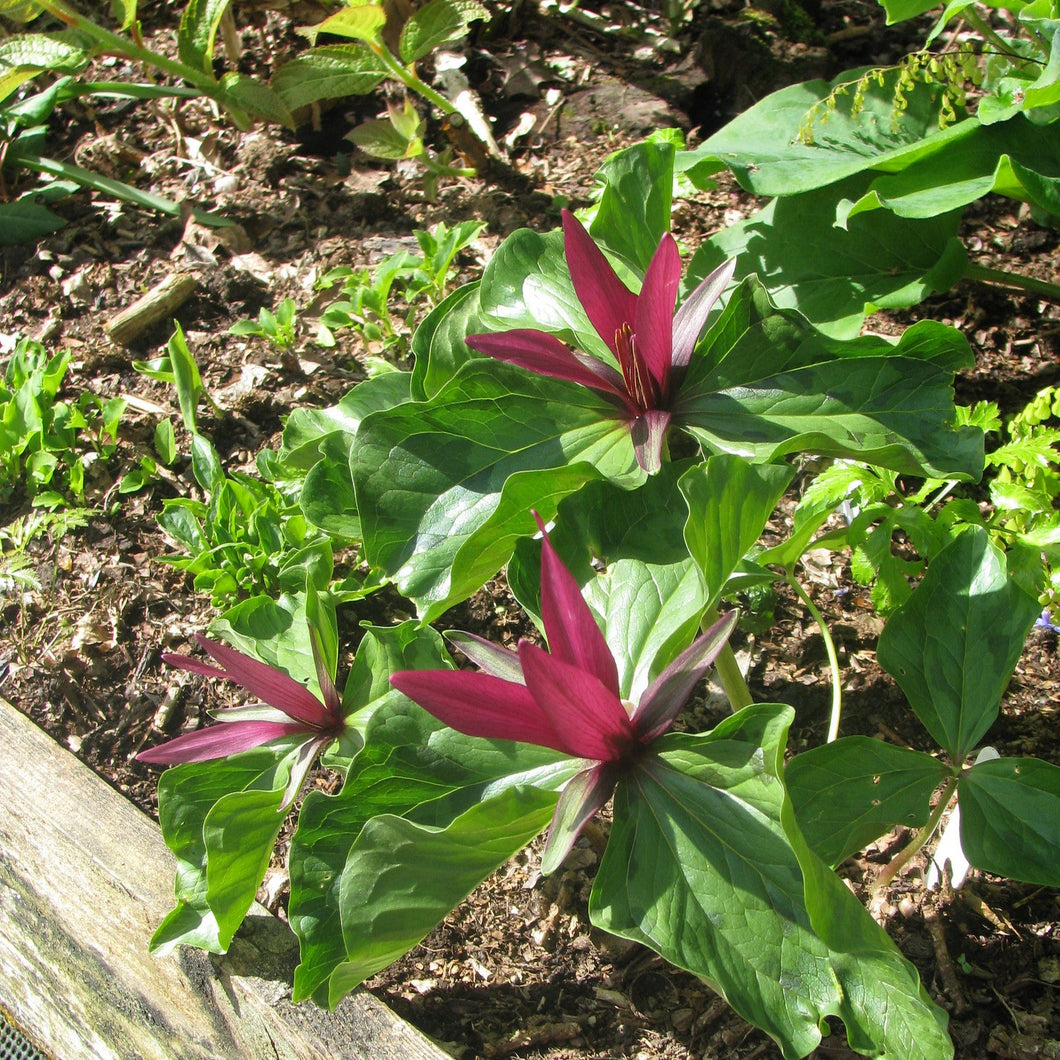 Little Sweet Betsy - Trillium cuneatum