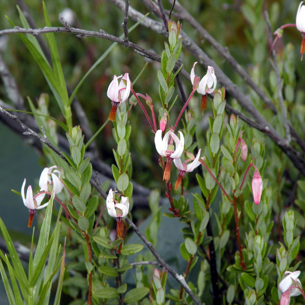 Cranberry - Vaccinium macrocarpon