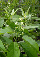 Load image into Gallery viewer, American Bittersweet - Celastrus scandens
