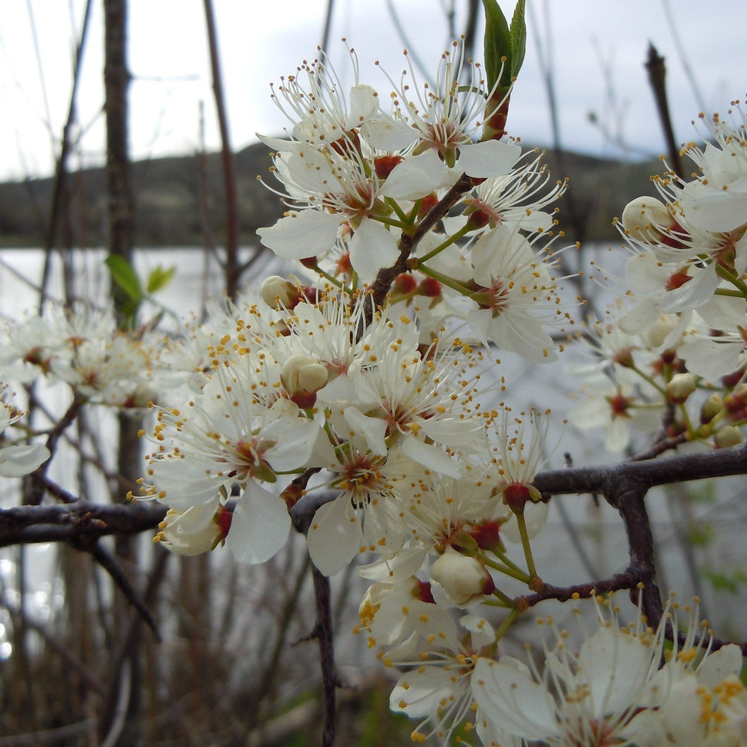 American Plum - Prunus americana