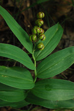 Load image into Gallery viewer, Starry False Solomon&#39;s Seal - Maianthemum stellatum
