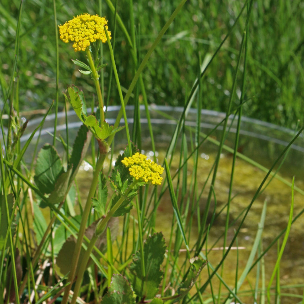 Heart-leaf Golden Alexanders - Zizia aptera