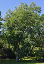Load image into Gallery viewer, Kentucky Coffeetree - Gymnocladus dioicus
