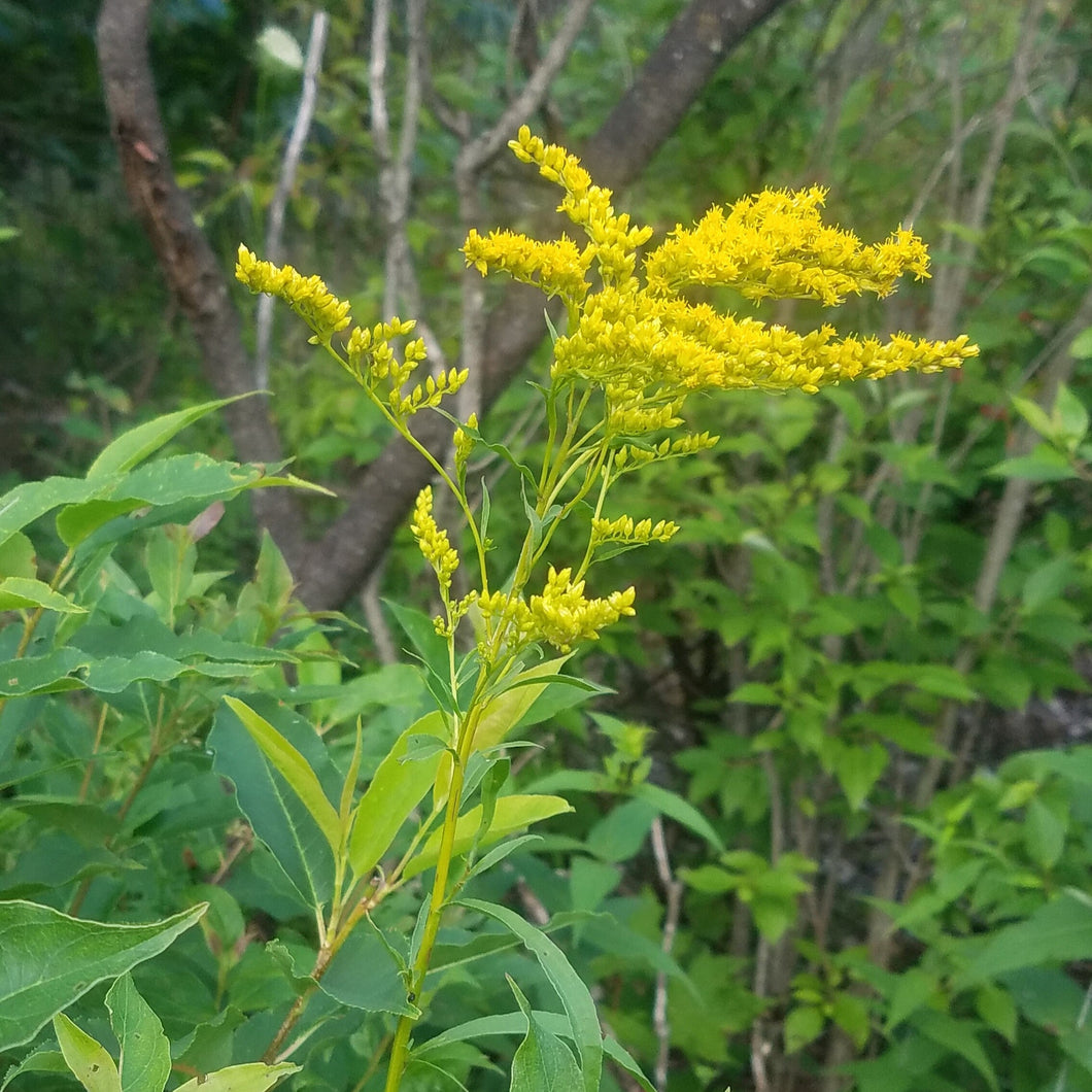 Early Goldenrod - Solidago juncea