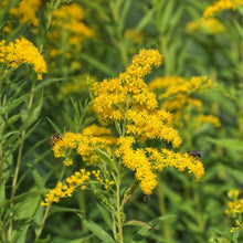 Load image into Gallery viewer, Giant Goldenrod - Solidago gigantea
