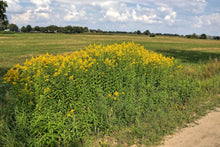 Load image into Gallery viewer, Giant Goldenrod - Solidago gigantea
