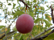 Load image into Gallery viewer, American Plum - Prunus americana
