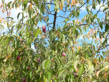 Load image into Gallery viewer, American Plum - Prunus americana
