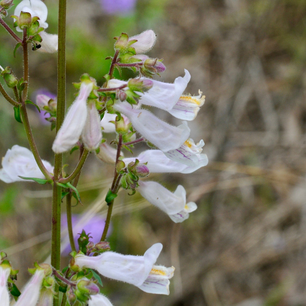 Nodding Penstemon - Penstemon laxiflorus