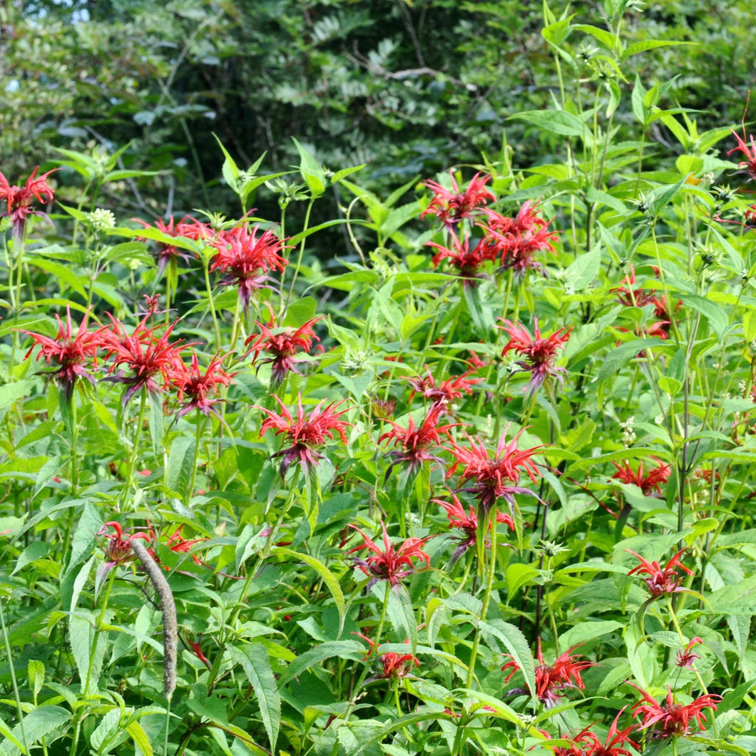 Scarlet Beebalm - Monarda didyma