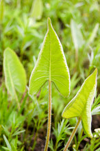 Load image into Gallery viewer, Prairie Dock - Silphium terebinthinaceum
