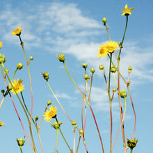 Load image into Gallery viewer, Prairie Dock - Silphium terebinthinaceum
