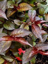Load image into Gallery viewer, Nightglow Bush Honeysuckle - Diervilla splendens 'El Madrigal' Nightglow®
