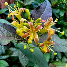 Load image into Gallery viewer, Nightglow Bush Honeysuckle - Diervilla splendens 'El Madrigal' Nightglow®
