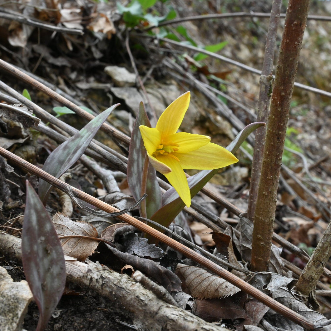 Beaked Trout Lily - Erythronium rostratum