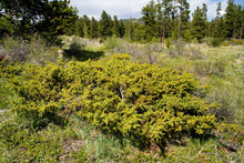 Load image into Gallery viewer, Common Juniper - Juniperus communis
