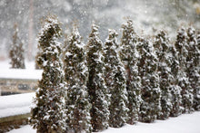 Load image into Gallery viewer, American Arborvitae - Thuja occidentalis &#39;Degroot&#39;s Spire&#39;
