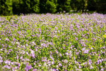 Load image into Gallery viewer, Fernleaf Phacelia - Phacelia bipinnatifida
