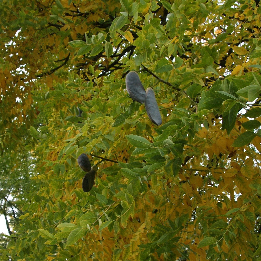 Kentucky Coffeetree - Gymnocladus dioicus