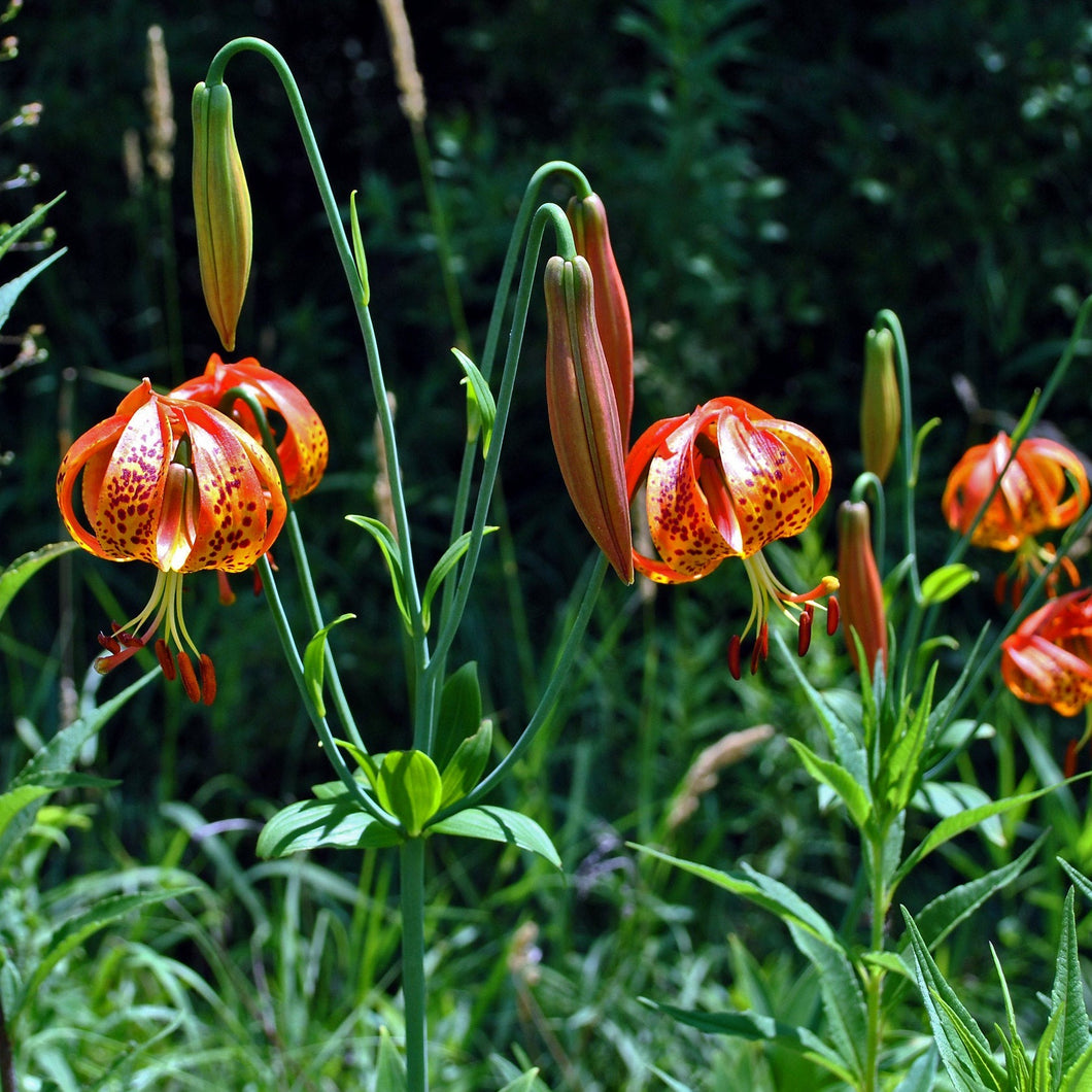 Michigan Lily - Lilium michiganense